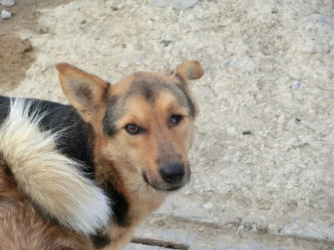 Felix (m) (A), 3yo Mixed Breed for adoption at Tiernothilfe Casa Katharina e.V., Nürnberg