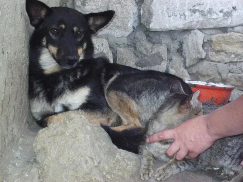 Marta (w) (A), female 4yo Mixed Breed for adoption at Tiernothilfe Casa Katharina e.V., Nürnberg