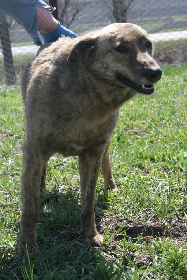 Olga (w), female 5yo Mixed Breed for adoption at Tiernothilfe Casa Katharina e.V., Nürnberg
