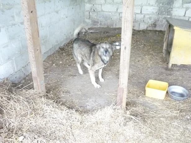 Serghei (m), 5yo Mixed Breed for adoption at Tiernothilfe Casa Katharina e.V., Nürnberg