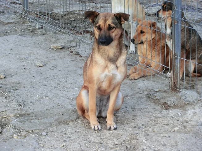 Rijuela (w), female 5yo Mixed Breed for adoption at Tiernothilfe Casa Katharina e.V., Nürnberg