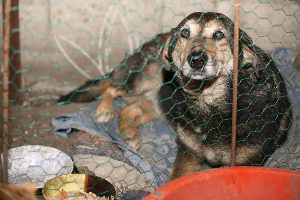 Rosa (w), female Mixed Breed for adoption at Tiernothilfe Casa Katharina e.V., Nürnberg