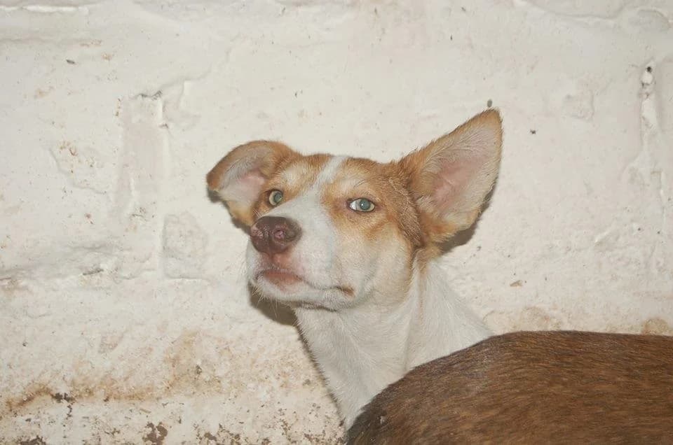 Aramis (m) und Athos (m), male Mixed Breed for adoption at Tiernothilfe Casa Katharina e.V., Nürnberg