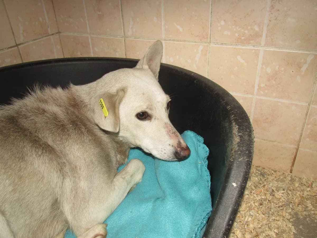 Andrea (w), 5yo Mixed Breed for adoption at Tiernothilfe Casa Katharina e.V., Nürnberg