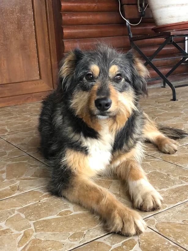 Wilma (w), 5yo Mixed Breed for adoption at Tiernothilfe Casa Katharina e.V., Nürnberg