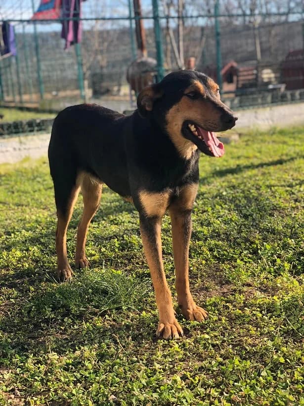 Ricco (m), male Mixed Breed for adoption at Tiernothilfe Casa Katharina e.V., Nürnberg