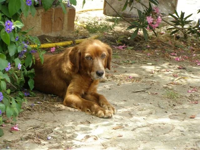 Lady (w), Mirco (m), Cevada (w), golden female puppy Mixed Breed for adoption at Tiernothilfe Casa Katharina e.V., Nürnberg