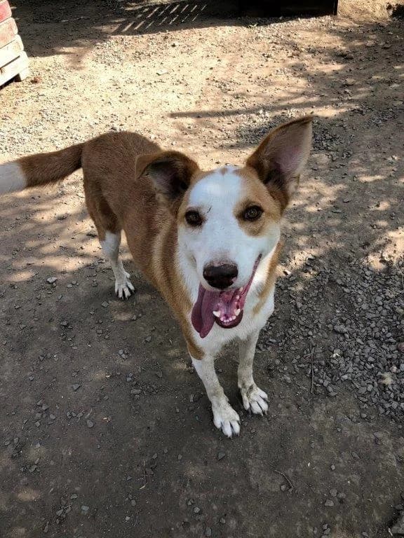 Curry (w), Mixed Breed for adoption at Tiernothilfe Casa Katharina e.V., Nürnberg