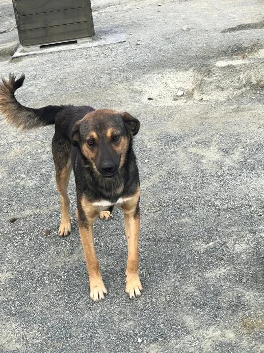 Gabriel (m), male 5yo Mixed Breed for adoption at Tiernothilfe Casa Katharina e.V., Nürnberg
