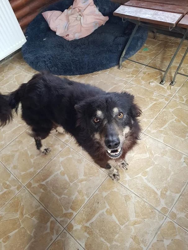 Chester (m), young Mixed Breed for adoption at Tiernothilfe Casa Katharina e.V., Nürnberg