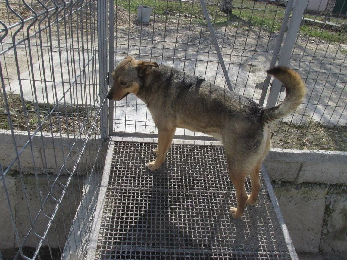 Garik (m), senior Mixed Breed for adoption at Tiernothilfe Casa Katharina e.V., Nürnberg