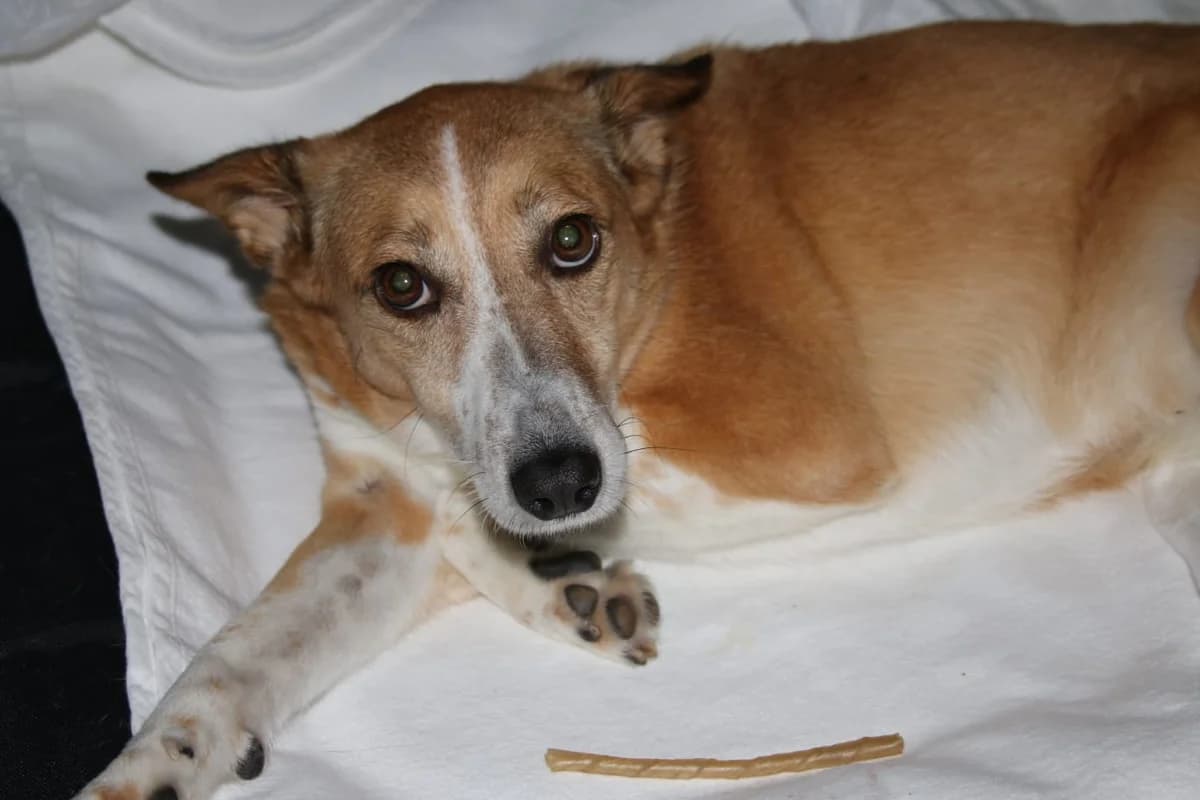 Stella (w), 5yo Mixed Breed for adoption at Tiernothilfe Casa Katharina e.V., Nürnberg