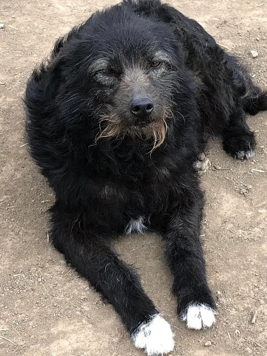 Alma (w), female 6yo Mixed Breed for adoption at Tiernothilfe Casa Katharina e.V., Nürnberg
