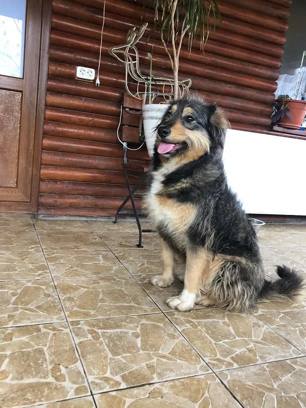 Wilma (w), Mixed Breed for adoption at Tiernothilfe Casa Katharina e.V., Nürnberg