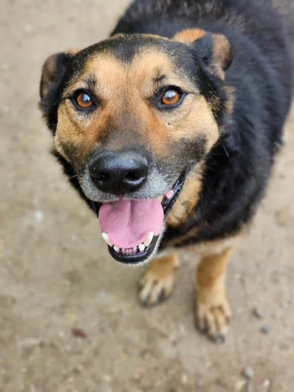 Harry (m), male Mixed Breed for adoption at Tiernothilfe Casa Katharina e.V., Nürnberg