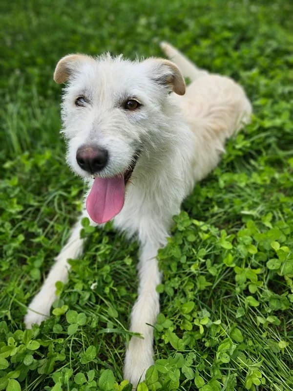 Mary (w), female Mixed Breed for adoption at Tiernothilfe Casa Katharina e.V., Nürnberg