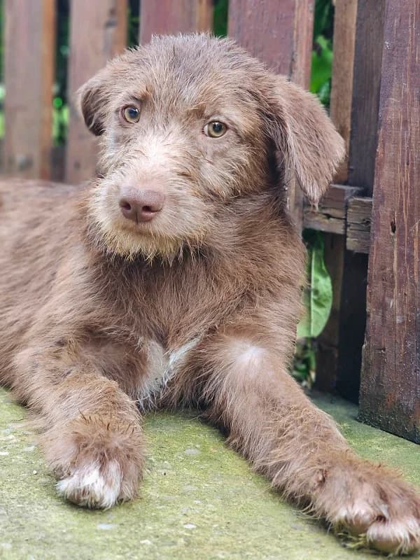 Magnolia (w), female Mixed Breed for adoption at Tiernothilfe Casa Katharina e.V., Nürnberg
