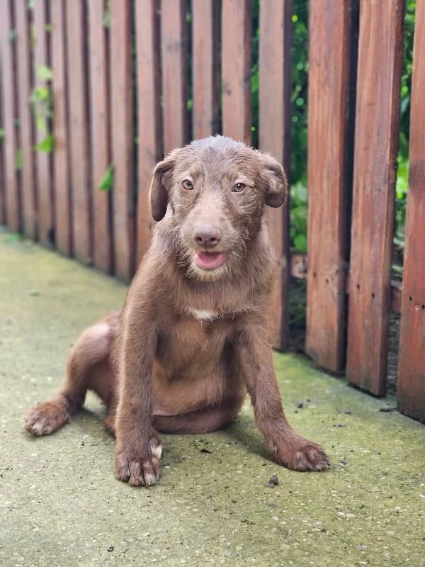 Monty (m), female Mixed Breed for adoption at Tiernothilfe Casa Katharina e.V., Nürnberg
