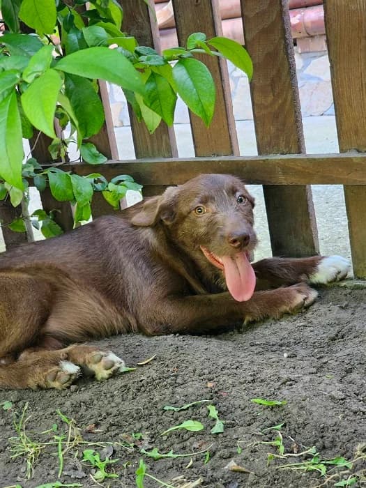 Maroosha (w), female Mixed Breed for adoption at Tiernothilfe Casa Katharina e.V., Nürnberg
