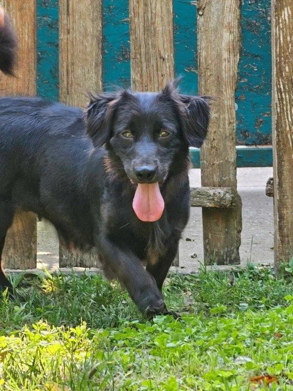 Trixi (w), Mixed Breed for adoption at Tiernothilfe Casa Katharina e.V., Nürnberg