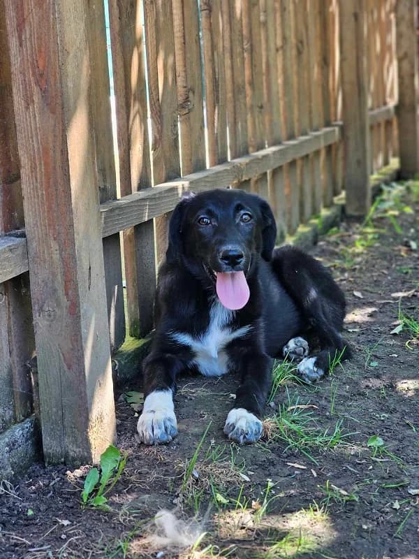 Maddie (w), puppy Mixed Breed for adoption at Tiernothilfe Casa Katharina e.V., Nürnberg