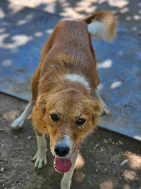 Esperanza (w), Mixed Breed for adoption at Tiernothilfe Casa Katharina e.V., Nürnberg