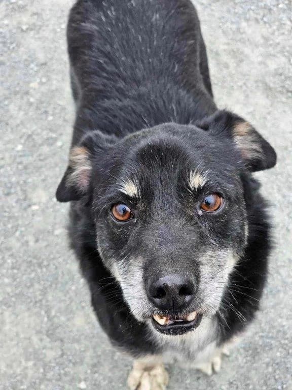 Mili (w), Mixed Breed for adoption at Tiernothilfe Casa Katharina e.V., Nürnberg