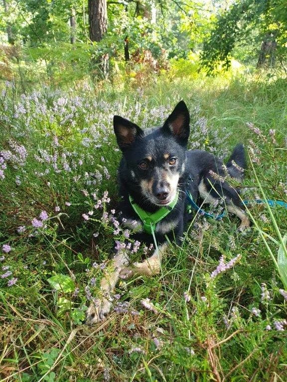 Sam (m), senior Mixed Breed for adoption at Tiernothilfe Casa Katharina e.V., Nürnberg