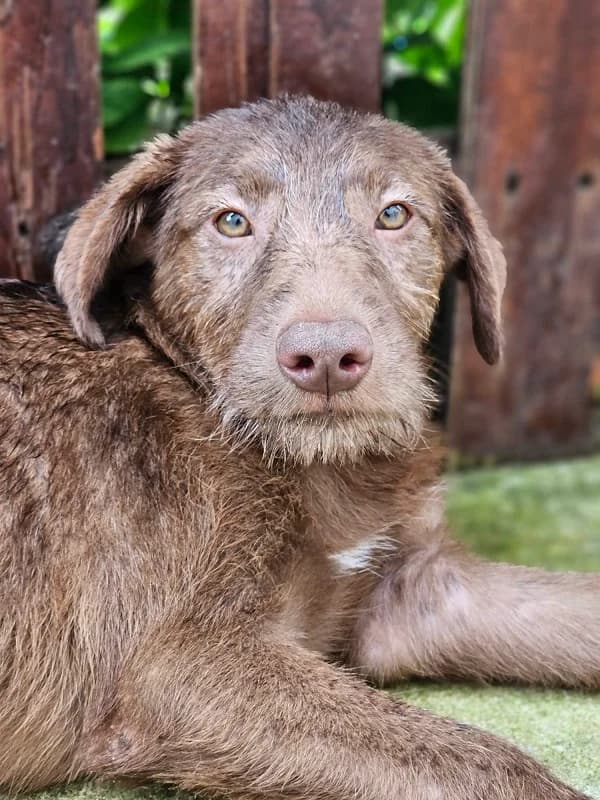 Mokus (m), female Mixed Breed for adoption at Tiernothilfe Casa Katharina e.V., Nürnberg