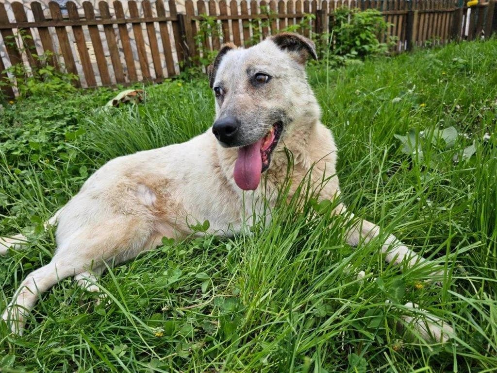 Snow (w), Mixed Breed for adoption at Tiernothilfe Casa Katharina e.V., Nürnberg