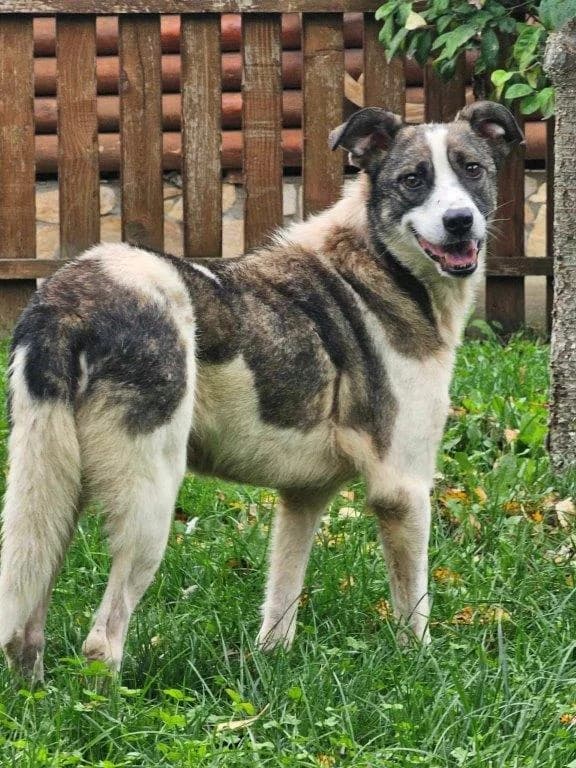 Nino (m), male Mixed Breed for adoption at Tiernothilfe Casa Katharina e.V., Nürnberg