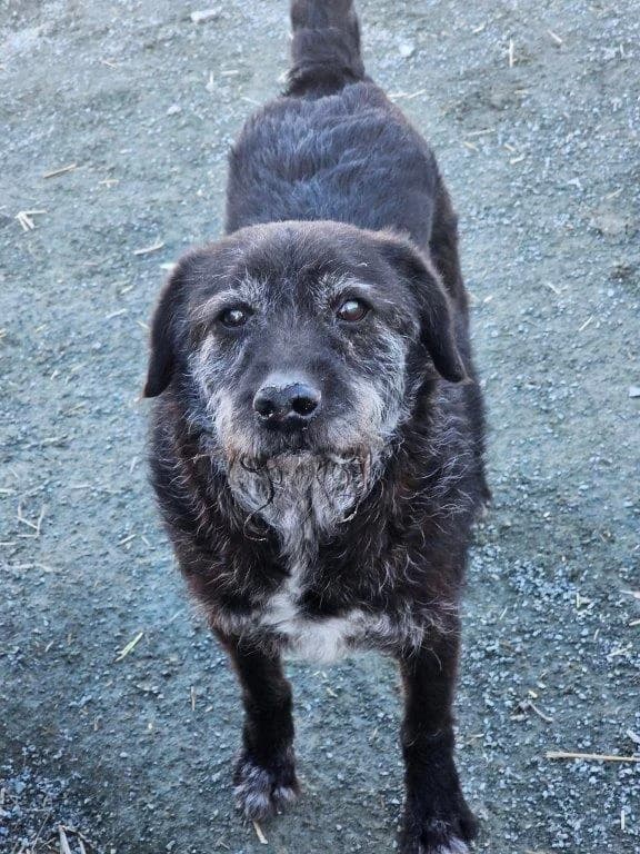 Freddy (m), senior Mixed Breed for adoption at Tiernothilfe Casa Katharina e.V., Nürnberg