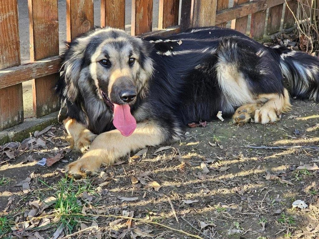 Chase (m), puppy Mixed Breed for adoption at Tiernothilfe Casa Katharina e.V., Nürnberg