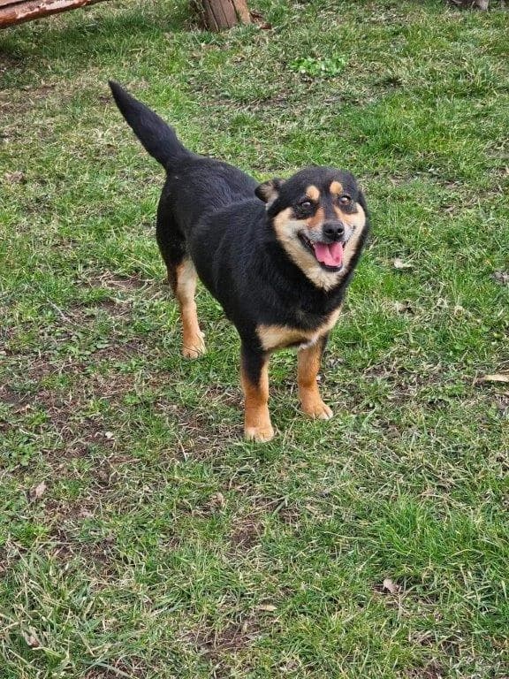 Vera (w), Mixed Breed for adoption at Tiernothilfe Casa Katharina e.V., Nürnberg