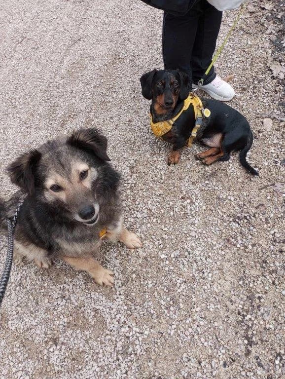 Joleen (w), young Mixed Breed for adoption at Tiernothilfe Casa Katharina e.V., Nürnberg