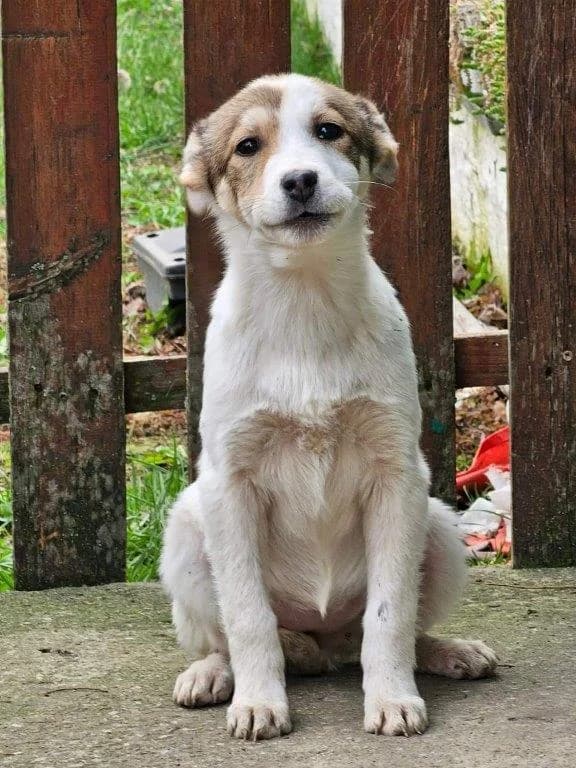 Stupps (vermittelt), Seiko (auf PF in D), Sarina und Sheila, Mixed Breed for adoption at Tiernothilfe Casa Katharina e.V., Nürnberg