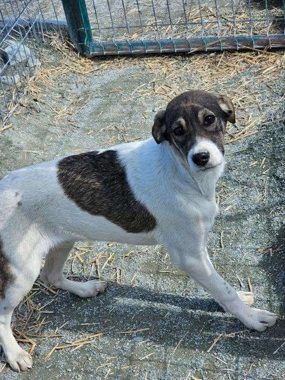 Chriso (m), Mixed Breed for adoption at Tiernothilfe Casa Katharina e.V., Nürnberg