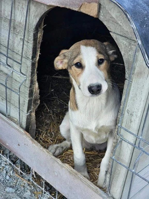 Rani (w), Mixed Breed for adoption at Tiernothilfe Casa Katharina e.V., Nürnberg