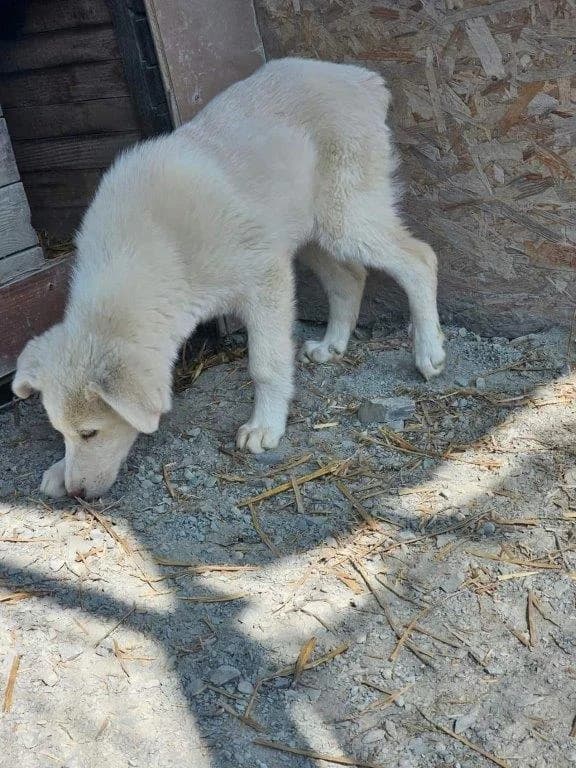 Batida (w), Mixed Breed for adoption at Tiernothilfe Casa Katharina e.V., Nürnberg