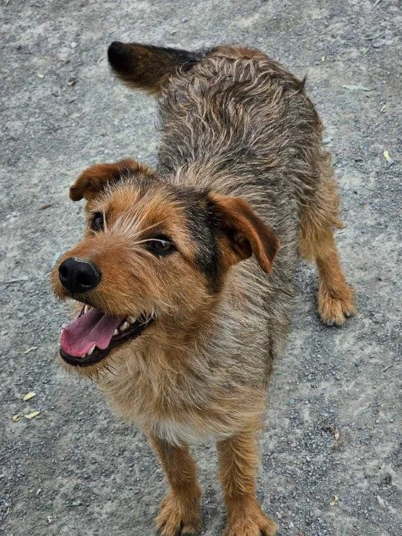 Amra (w), puppy Mixed Breed for adoption at Tiernothilfe Casa Katharina e.V., Nürnberg