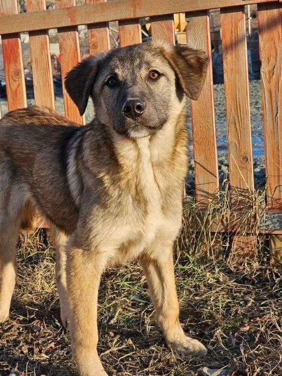 Mulan (w), puppy Mixed Breed for adoption at Tiernothilfe Casa Katharina e.V., Nürnberg
