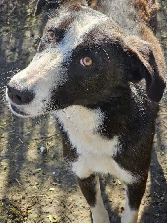 Mexx (m), schwarz male puppy Mixed Breed for adoption at Tiernothilfe Casa Katharina e.V., Nürnberg