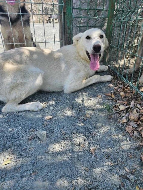 Batida (w), female puppy Mixed Breed for adoption at Tiernothilfe Casa Katharina e.V., Nürnberg