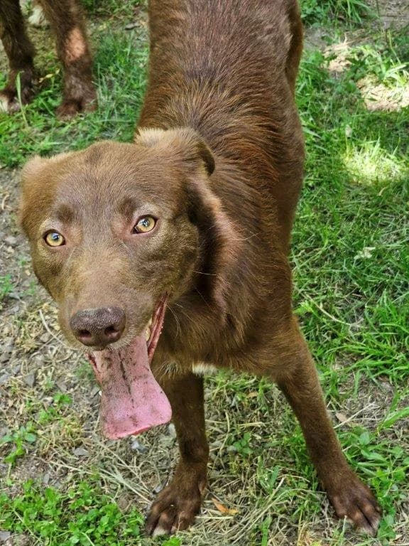 Mokus (m), puppy Mixed Breed for adoption at Tiernothilfe Casa Katharina e.V., Nürnberg