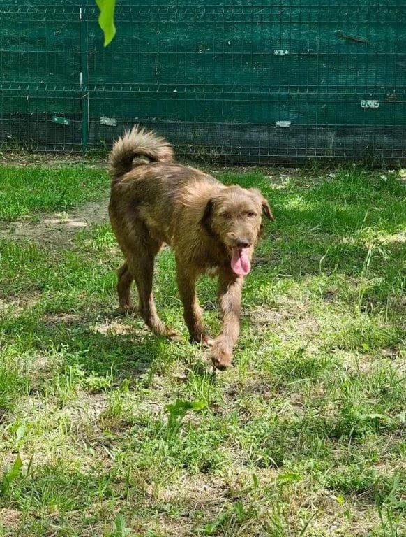Mathou (m), puppy Mixed Breed for adoption at Tiernothilfe Casa Katharina e.V., Nürnberg