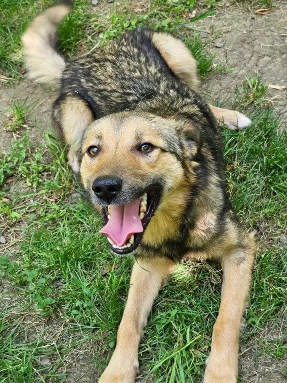 Mirio (m), puppy Mixed Breed for adoption at Tiernothilfe Casa Katharina e.V., Nürnberg