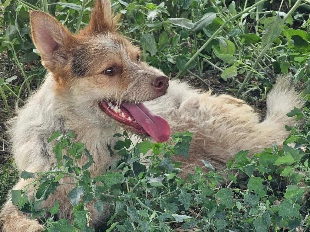 Alela (w), puppy Mixed Breed for adoption at Tiernothilfe Casa Katharina e.V., Nürnberg