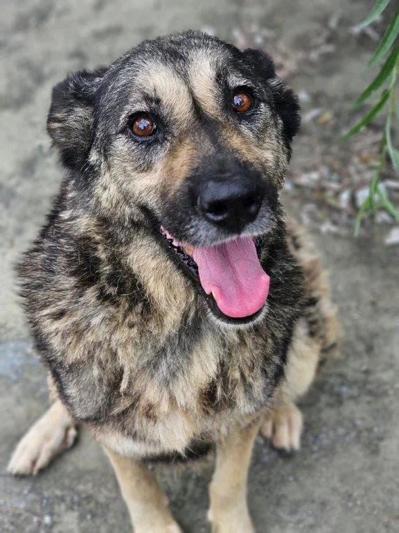 Hazel (w), female Mixed Breed for adoption at Tiernothilfe Casa Katharina e.V., Nürnberg