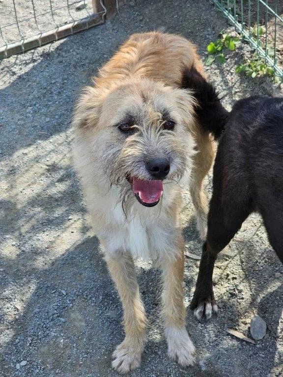 Scout (m), puppy Mixed Breed for adoption at Tiernothilfe Casa Katharina e.V., Nürnberg