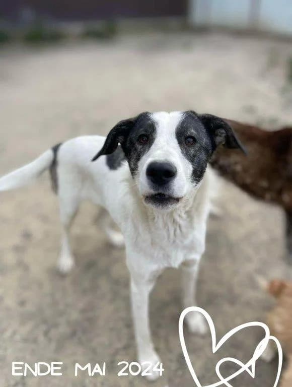 Crina (w), 3yo Mixed Breed for adoption at Tiernothilfe Casa Katharina e.V., Nürnberg